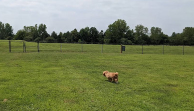 Renaissance Dog Park dog park